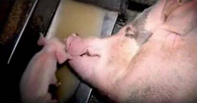 Butcher killed by own meat cleaver after pig retaliated in slaughterhouse - www.dailyrecord.co.uk - Britain - China - Hong Kong