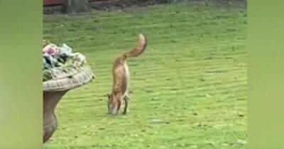 Homeowners left stunned after spotting 'phenomenal' two-legged fox in their garden - www.dailyrecord.co.uk - Scotland