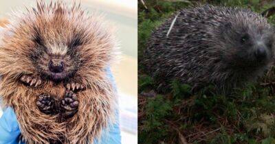 Scottish SPCA appeal for donations of hedgehog food after being inundated with injured animals - www.dailyrecord.co.uk - Scotland - Centre