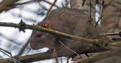Giant rat spotted climbing tree in Edinburgh as shocked locals watch on - www.dailyrecord.co.uk - Scotland - Beyond