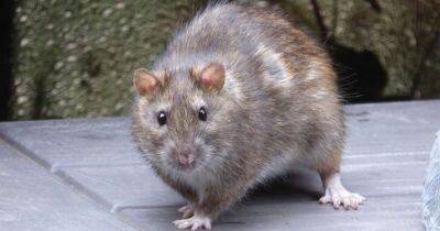Warning over new breed of super rodents that pose a 'threat to human health' - www.dailyrecord.co.uk - Britain - Scotland