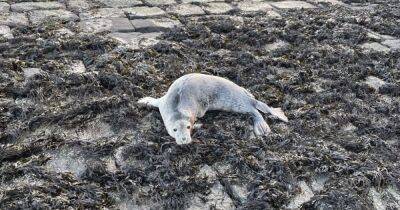 Baby seal dies after horror dog attack at Scots harbour leaves it with broken jaw - www.dailyrecord.co.uk - Scotland - Beyond