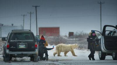 ‘Nuisance Bear’: Tourists And Polar Bears Get Very Close In Oscar-Shortlisted Film - deadline.com - New York - county Bay - county Hudson - county Churchill