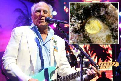 New species of Florida Keys snail named after iconic Jimmy Buffett song - nypost.com - Spain - Chicago - Florida - Belize - city Sanctuary