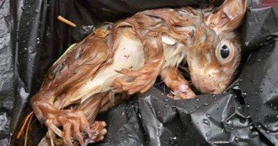 Red squirrel baby nearly died in storm before being rescued in poo bag - www.dailyrecord.co.uk - Scotland - Beyond