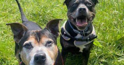 They've been stuck in rescue for 245 days - now Romeo and Juliet are desperate for a new home - www.manchestereveningnews.co.uk - Manchester