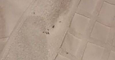 Disgusted guests at Scots hotel wake up to find 'army of ants' crawling around room - www.dailyrecord.co.uk - Scotland - Beyond