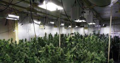 Massive cannabis farm worth over £1.5m uncovered by police - www.dailyrecord.co.uk - Manchester - county Oldham - Beyond