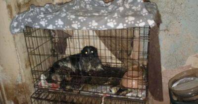 Callous owner banned after 11 pups found in faeces-covered cage with dead dog - www.dailyrecord.co.uk - Scotland - Birmingham