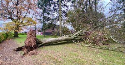 Giant trees crash into Kilmarnock playpark narrowly missing properties as Storm Babet hits towns - www.dailyrecord.co.uk - Scotland