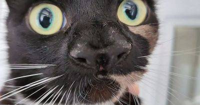 One-of-a-kind homeless cat with two noses is a 'real rarity', vet says - www.manchestereveningnews.co.uk - Manchester