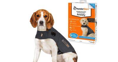The Amazon dog jacket that calms down anxious pets during loud fireworks - www.dailyrecord.co.uk