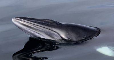 Minke whale seen in Scotland for decades sets record for number of years spotted - www.dailyrecord.co.uk - Britain - Scotland - Iceland - Norway