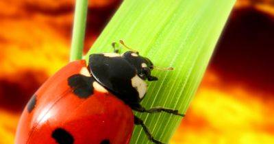 The reason why your house may be full of ladybirds at the moment - www.manchestereveningnews.co.uk - Britain - Manchester