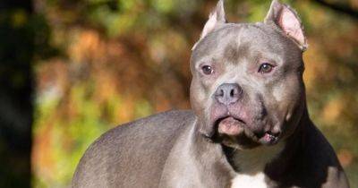 Date XL Bully dogs will be banned confirmed by government - www.manchestereveningnews.co.uk - Britain - USA