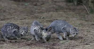 Scottish wildcat 'super predators' seen roaming forest in ultra-rare footage - www.dailyrecord.co.uk - Britain - Scotland