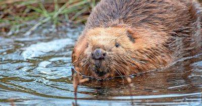Beavers to be introduced at Tay Forest Park in Perthshire to boost species numbers - www.dailyrecord.co.uk - Scotland - county Forest