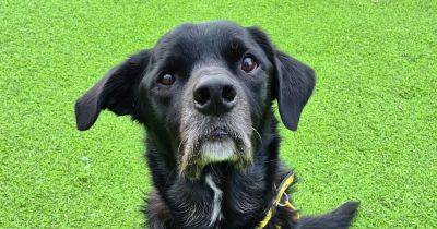 Can you give gentle Ben his forever home? - www.dailyrecord.co.uk - Scotland
