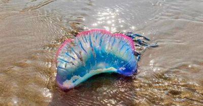 Warning as 'beautiful but deadly' creature which left man in hospital washes up on UK beach - www.dailyrecord.co.uk - Britain - France - Scotland - Portugal