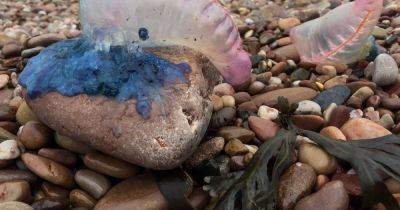 Warning as ‘deadly’ creature washes up on North Wales beach - www.manchestereveningnews.co.uk - Britain - Manchester - Portugal