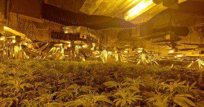 Cops uncover huge cannabis farm with 300 plants during dawn raids in Stockport - www.manchestereveningnews.co.uk - Manchester