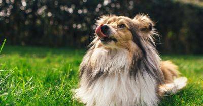 Dog owners issued warning over worrying symptoms your dog is ill or unhappy - www.dailyrecord.co.uk - Beyond