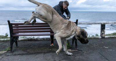 ‘I own the UK’s biggest dog - his diet costs £4k a year and he weighs the same as a baby elephant' - www.manchestereveningnews.co.uk - Britain - India - Turkey