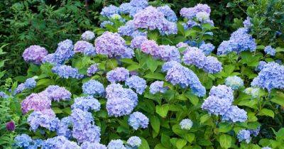 Protect hydrangeas this winter with expert's tips gardeners should do in November - www.dailyrecord.co.uk