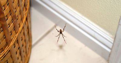 How to 'repel' spiders from your home with two common and cheap ingredients - www.dailyrecord.co.uk - Britain