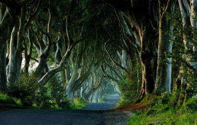 ‘Game Of Thrones’ famous trees are to be destroyed - www.nme.com