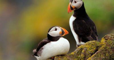 Two thirds of Scots seabird species have declined in last 20 years - www.dailyrecord.co.uk - Scotland
