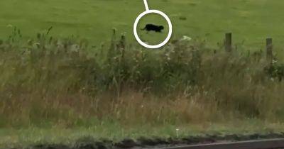 'Hybrid-panther' caught on camera prowling through Scots village - www.dailyrecord.co.uk - Britain - Scotland - Beyond