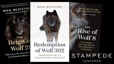 ‘The Alpha Wolves of Yellowstone’: Stampede Ventures Taps Zack Stentz, Will Stenberg To Script Film Based On Non-Fiction Book Series - deadline.com - USA - county Yellowstone