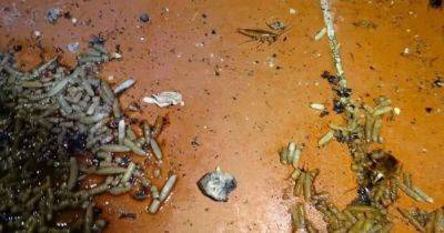 Maggots, rats and cockroaches discovered in restaurant's 'appalling' kitchen - www.dailyrecord.co.uk - India - Beyond