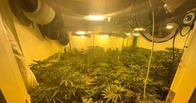 Inside cannabis farms raided on Greater Manchester estate - www.manchestereveningnews.co.uk - Manchester