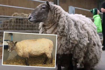 Fiona The 'Loneliest Sheep' Rescued From Bottom Of Scottish Cliff After She Was Stranded For 2 Years! - perezhilton.com - Britain - Scotland