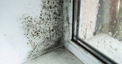 Six tips and tricks to prevent condensation and mould this winter, according to expert - www.dailyrecord.co.uk - Scotland - Beyond