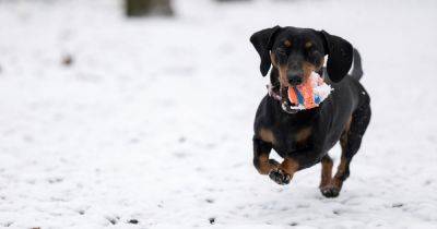 Vet nurse’s ‘do not let them’ warning to dog owners amid freezing weather - www.dailyrecord.co.uk - Birmingham