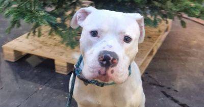 Race against time to find a home for 'loveable' and 'bouncy' XL Bully dogs before Christmas - www.manchestereveningnews.co.uk - Manchester - county Cheshire