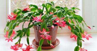 Christmas cactus mistake that could make plant's blooms 'never appear' again - www.dailyrecord.co.uk - Beyond
