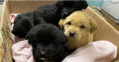 Four tiny three-week old puppies dumped in box and left to die - www.dailyrecord.co.uk