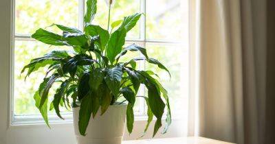 The 'best place' to put peace lilies during the winter to avoid dry-out - www.dailyrecord.co.uk - Scotland