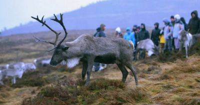Cairngorms reindeer's are UK's only free-ranging herd - www.dailyrecord.co.uk - Britain - Scotland - Sweden