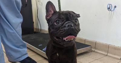 French bulldog put down after owner left her underweight and dragging her limbs - www.manchestereveningnews.co.uk - France - Manchester