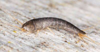 How to stop a silverfish infestation as pests are more likely to thrive during the winter - www.dailyrecord.co.uk - Britain - Beyond