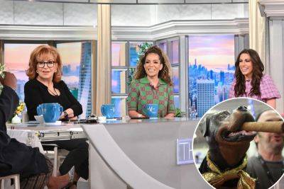 ‘The View’ roasted by ‘Triumph The Insult Comic Dog’ as hostile to other women, conservatives - nypost.com