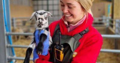 The amazing petting zoo in Greater Manchester where kids can meet newborn lambs and goats this February half term - www.manchestereveningnews.co.uk - Manchester