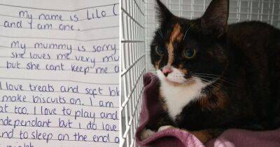 Cat found abandoned with ‘heart-breaking’ note from ‘sorry’ owner - www.manchestereveningnews.co.uk - Manchester - Romania