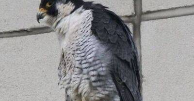 Hopes soar for a new family of falcons at MediaCityUK - www.manchestereveningnews.co.uk - Manchester