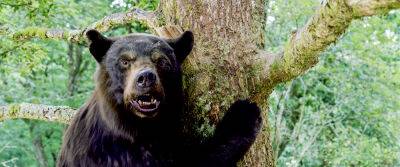 ‘Cocaine Bear’ Review: Bear Gone Wild - www.metroweekly.com - Kentucky - county Banks - county St. Louis